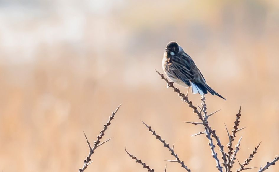 welke vogel is dit ?